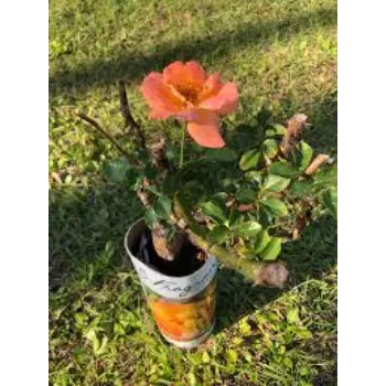 Unique Red Rose Plant